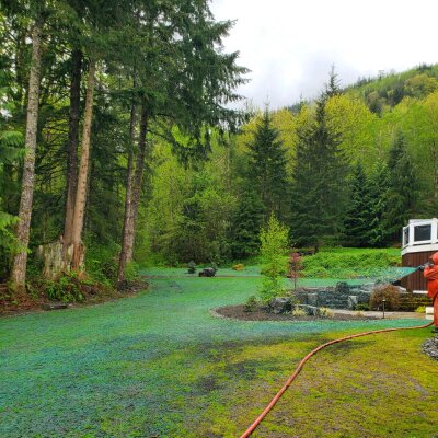 Fresh hydroseeding application with hose on lawn in Washington State forest setting.